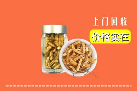 哈尔滨道里回收散虫草