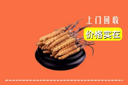 哈尔滨道里回收冬虫夏草